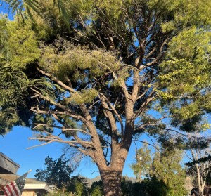 Keeping Trees Healthy In SCV And SFV