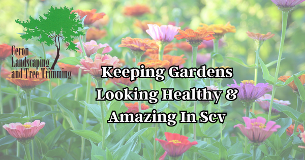 Beautiful And Healthy Garden