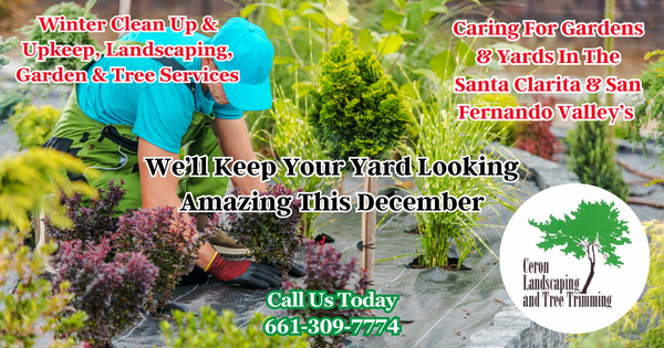 Lawn Care For The Holidays