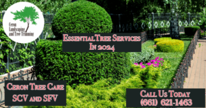 Spring Tree Care Service