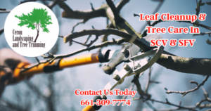 Leaf Clean Up And Tree Care