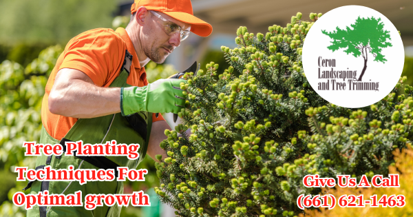 Professional Tree Planting Services