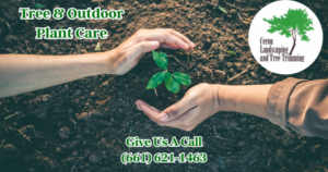 Spring Tree And Plant Care