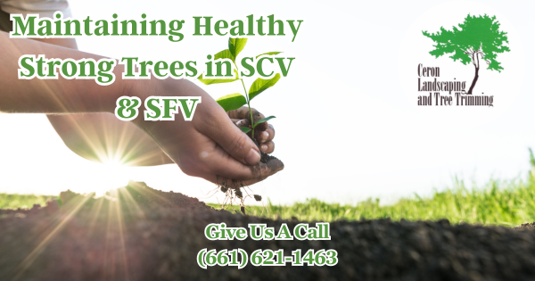 Keeping Trees Healthy In SCV And SFV