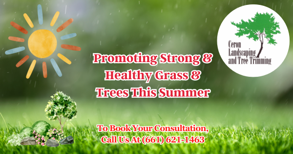 Green Grass This Summer