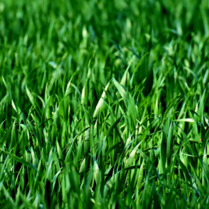 Green Grass This Summer