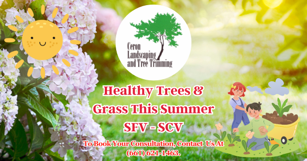Healthy Grass And Trees This Summer
