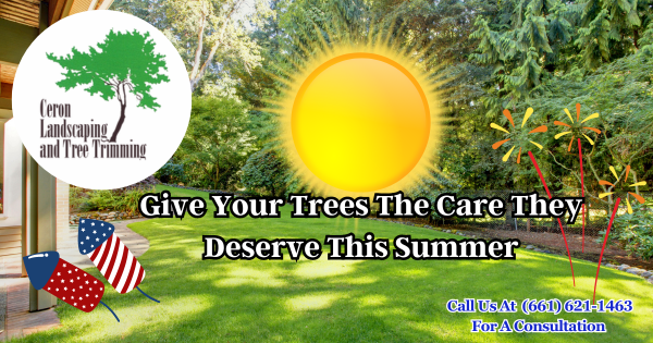 Summer Tree Health
