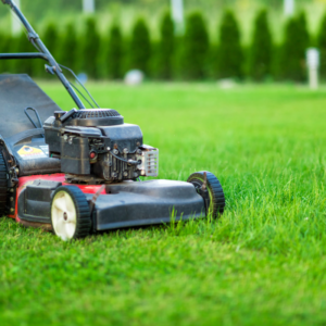 Healthy Grass And Trees This Summer