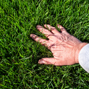 Summer Lawn Care Tips