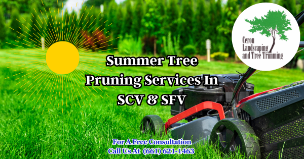 Summer Tree Pruning Service