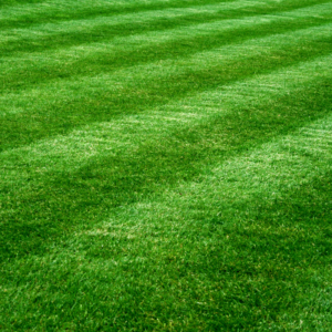 Summer Lawn Care SCV, SFV