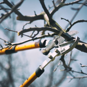 Summer Tree Pruning Service