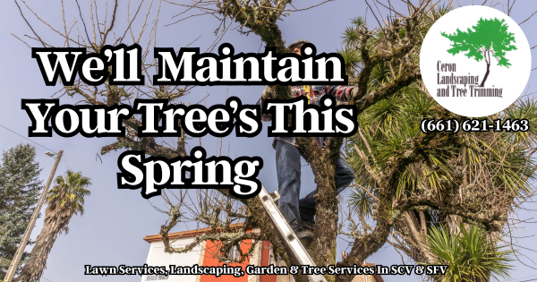 Tree Trimming Services SCV SFV