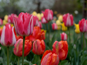 Spring Garden And Landscaping Services SCV SFV