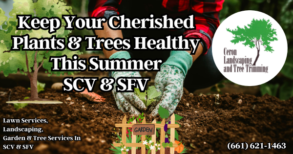 Your Plants Need Extra Attention Summer SCV SFV